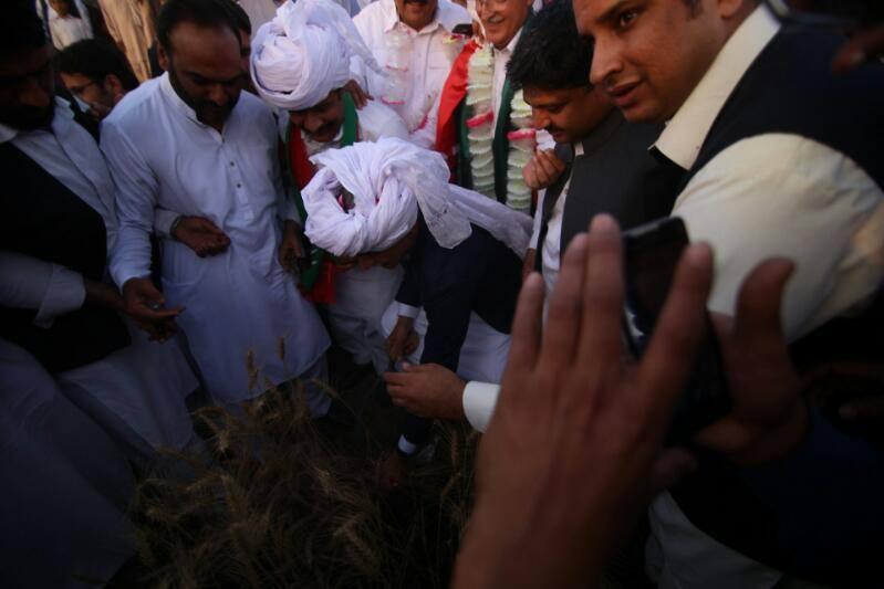 Jahangir Khan Tareen Inaugurating the wheat harvest in Chak Chatha.
